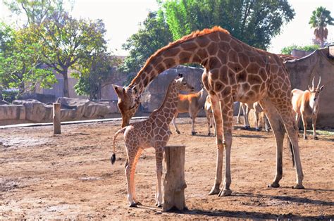 Porno de caballos : sitio de tubo de sexo de zoológico de animales